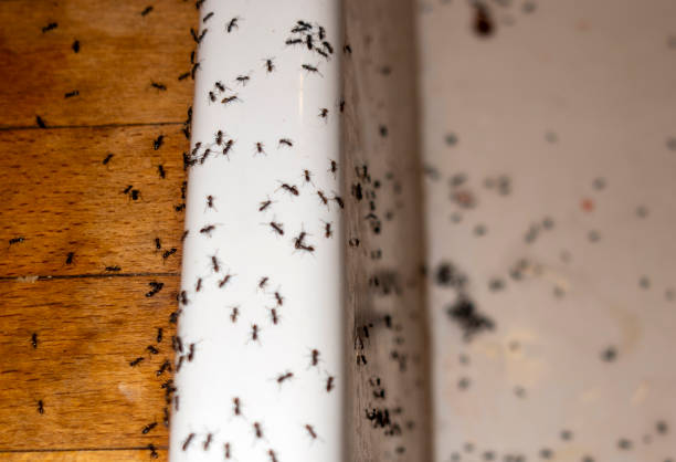 Best Bed Bug Extermination  in Maplewood, MN