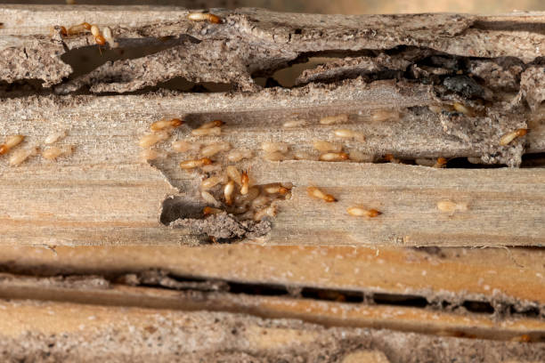 Best Wasp Removal Services  in Maplewood, MN